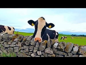 4K Cows in a field! English Countryside