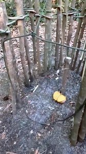 #trap #skiils #reels #hunting #alamliar #wildnature #forest #survival | Malole.19