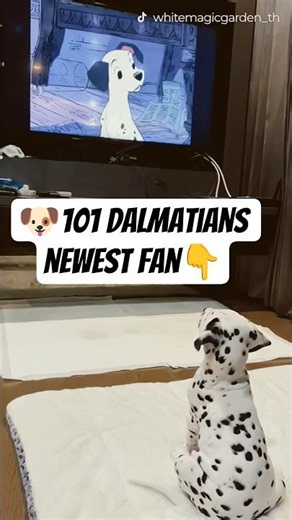 #101dalmatians #101dalmatas #dalmatians #cutepuppy #disney #puppy #puppylife #funny #funnypuppy 🐶