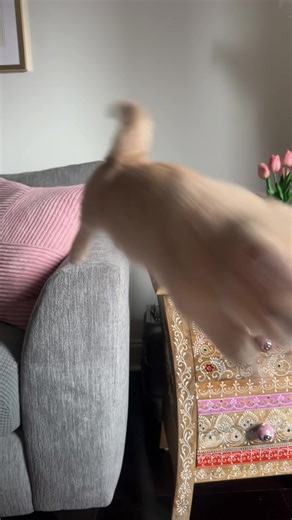 Wait for the jump. I’m literally crying 🤣😭😭😭😭#munchkincat