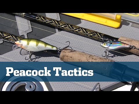 How To Catch Peacock Bass - Florida Sport Fishing TV - freshwater Canals Lures Tactics
