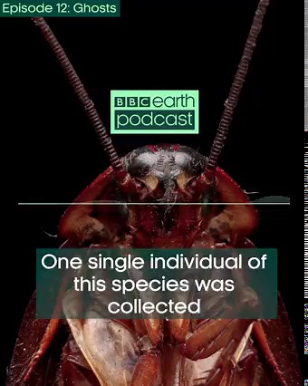 19K views · 369 reactions | A one-of-a-kind cockroach 荒  This week on the BBC Earth Podcast, we learn about 'singletons'. One single individual of this cockroach species was collected from a volcano in Ecuador in 1939, and none have ever been found again since. The new episode ‘Ghosts’ is available now to listen to on all major streaming platforms now. Discover more  https://www.bbcearth.com/podcast #BBCEarthPodcast | BBC Earth | Facebook