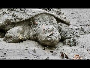 Snapping Turtle Monster Awakes From River Mud, During Brumation!
