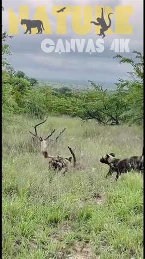 🌍 Leopard Paralyzes Wild Dog as the Pack Fights Back! Epic African Safari Showdown 🌍