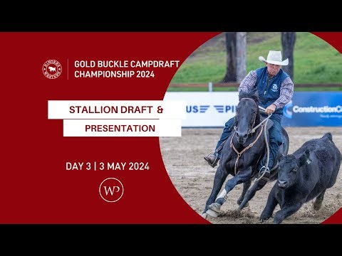 STALLION SHOOT OUT | Ringers Western Gold Buckle Campdraft Championship 2024 | 3rd May 2024.