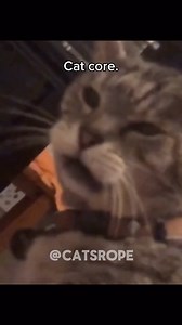 281K views · 10K reactions | Cat core. DM for credit or removal request (no copyright intended for footage video and music) © All rights and credits reserved to the respective owner(s) #catcore #core #catcore #funnycat #cats #cat #catlover #catlife #funnycats #catlovers #funny #meow #catoftheday #catloversclub #catmemes #pets #funnyvideos #catlove #catmeme #pets #funnymemes | Catsrope | Facebook