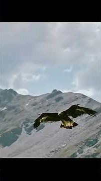 Golden Eagle Hunting Mountain Goat - Extreme Cliff Hunt #animalworld #animallife #animals