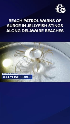 894K views · 2.9K reactions | Officials say reports have jumped from around 270 in 2024 to upwards of 550 so far in 2025. https://6abc.com/post/beach-patrol-warns-surge-jellyfish-sting-reports-delaware-beaches/17225200/ | 6abc Action News | Facebook