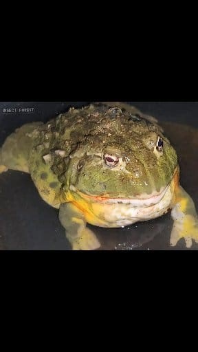 91K views · 912 reactions | American bullfrog catches mice | Insect Forest | Facebook