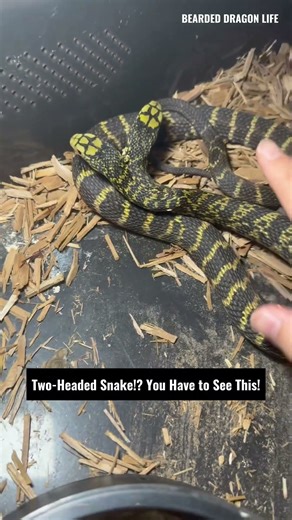 Two-Headed Snake Up Close! #snake #wildlife #snaketwoheads