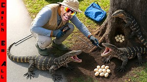 We found a nest of invasive monitor lizards!