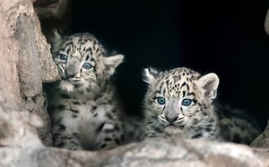 Baby Snow Leopard Cub: 10 Cute Pictures and 10 Amazing Facts