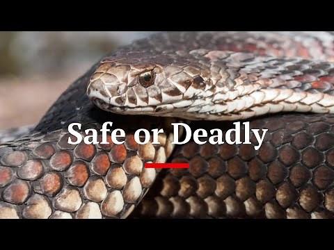 Venomous or Non Venomous | #australia #wildlife #snakes