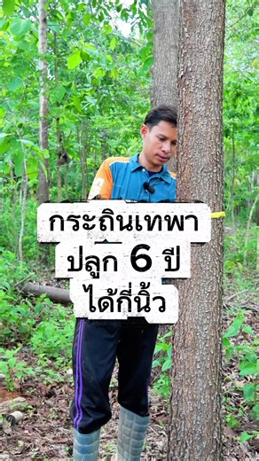 กระถินเทพา ปลูก 5 ปี ได้กี่นิ้ว #ทิดวัลทันเกษตร #กระถินเทพา #อคาเซีย