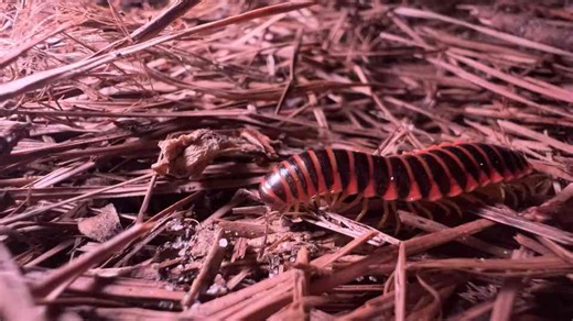 The hidden chemical threat behind a millipede that glows in the dark