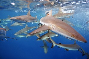 Shark Study Results Surprise Researchers | Big Island Now