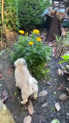 Family Gardening Adventures with Baby Fritz