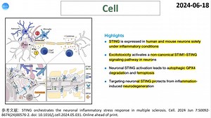 Cell—神经炎症研究重磅：非经典STIM1-STING通路参与MS的神经炎症和神经变性过程