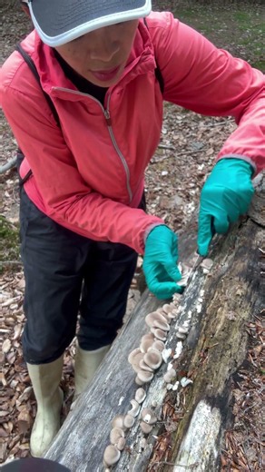 Harvesting young oyster mushrooms #oytermushroom