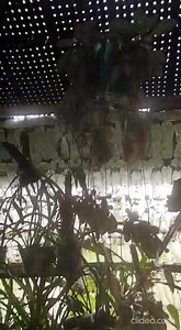 2.3K views · 51 reactions | Invernadero de botellas plásticas | Jardines Casa | Facebook