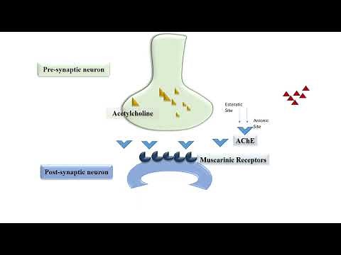 Pralidoxime: Mechanism of Action