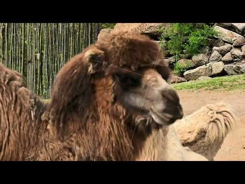 Detailed closeup of a Bactrian Camel in its natural habitat, showcasing its unique features