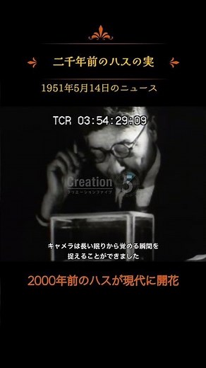 二千年前のハスの実