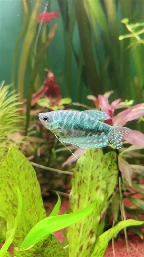 Beautiful Blue Gourami in Planted Aquarium