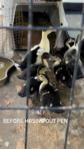 Muscovy Pekin mix If you cross a Pekin male with a Muscovy female, the offspring are called hinnies which is what we have here. Like Muscovies, male hinnies are much larger than female hinnies, but the females look like Pekins and fly quite well. | Little Bit Wildlife Rescue