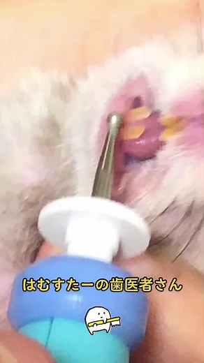 ハムスターの歯の手入れとカット方法