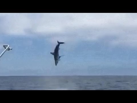 Flying mako shark surprises fishermen off California coast