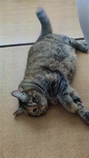 The cat is showcasing its slender figure. #fatcat #cute #kitten | GuangDang