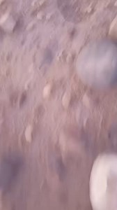 Jasper Agate | King Fish