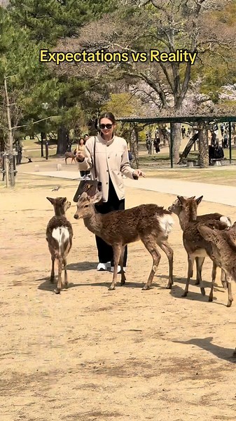 Nara Deer Park: Expectations vs Reality Experience