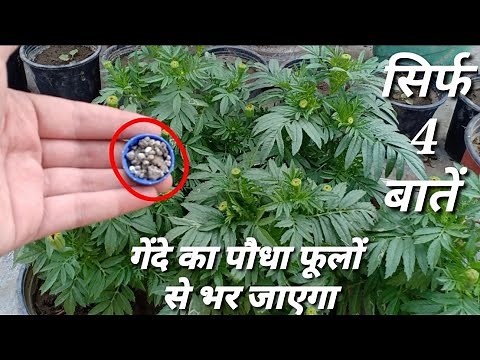 Marigold Top 4 Secrets For Blooming|| Best Tips To Get Flowering On Marigold