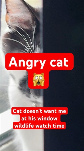 Cat’s bird watching window wildlife program is on, #cat #catshorts #funnyvideo #catlover