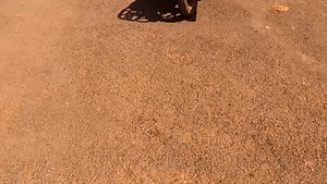 Les petits zélés élites de Baham, j'étais à Baham avec mon équipe, vous n'avez pas eu le courage de m'encercler avec vos deux petits fanfarons (le petit vantar en rouge vidéo et son escorte). Curieusement par derrière, après mon départ, vous restez menacer d'arrêter lundi, ceux qui ont pris part à la marche de soutien au candidat Issa. C'est de la lâcheté pure et simple. Vous êtes venus garer vos deux brouettes pour bloquer la caravane, vous croyiez qu'on allait avoir peur ? Des pauvres zélés co