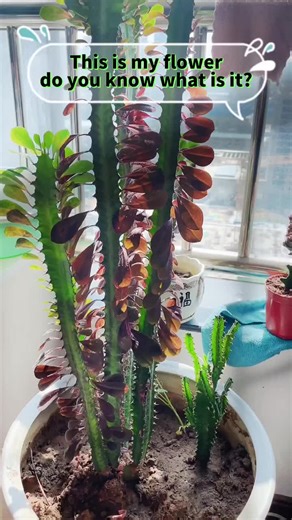 Let’s test your soil for flowers,good soil can make flowers grow more vigorously #tester #soil #EC #water #flower