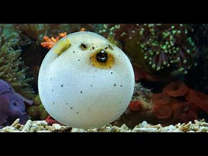 Pufferfish: The Ocean's Inflatable Wonders!