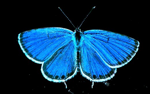 他打开翅膀后可否惊艳到你？样子极小，颜值极高，是盛夏不可缺少的一抹蓝色——记录蓝灰蝶的成长过程