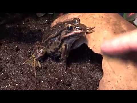 Frogs eat grasshoppers