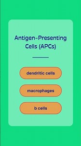How Antigens Interact with the Immune System
