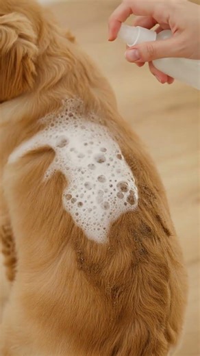 Waterless Bath Hack for Messy Pups! 🐕🛁