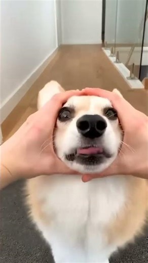 cute corgi action #shorts