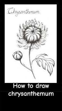 How to draw Flowers! Chrysanthemum step by step | Easy Flower Drawing for Beginners | #inkdrawing