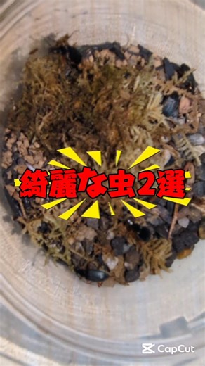 綺麗な虫2選 #youtubeshorts