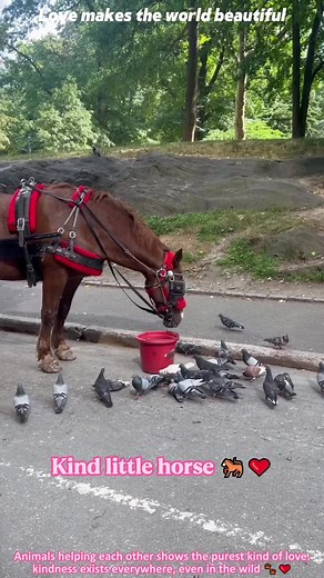 Animals Helping Each Other: Heartwarming Acts of Kindness