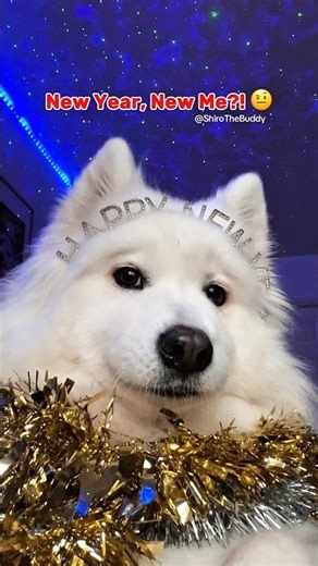 New year, new me? 🤨 ib:thevibewithky #dogshorts #newyear #puppy #cute #samoyed #relatable #dog