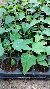 2.4M views · 32K reactions | যে কৌশলে পেঁপে বীজ থেকে চারা করলে অধিকাংশ গাছ স্ত্রী গাছ হওয়ার সম্ভাবনা থাকে | Papaya seedlings production. #papayatree #পেঁপে #পেঁপে_চারা #পেঁপে_বীজ | Garden Science | Facebook