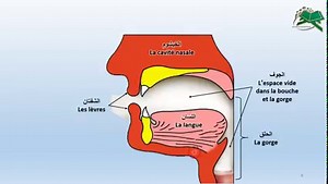 Présentation E-book Science de Tajwid schématiséeCe e-book simplifie les règle de Tajwid de base à nos frères et sœurs souhaitant débuter dans la découverte des règles de Tajwid. Dans ce e-book, vous trouvez ces règles de Tajwid sous forme de schémas focalisés sur l’essentiel du Tajwid et faciles à retenir. Nous avons aussi mis des tests de connaissances pour chaque chapitre pour vous entrainer, et bien sûr, nous avons mis les réponses à la fin du e-book : LeCoranPourTous .Com | Le Coran pour To